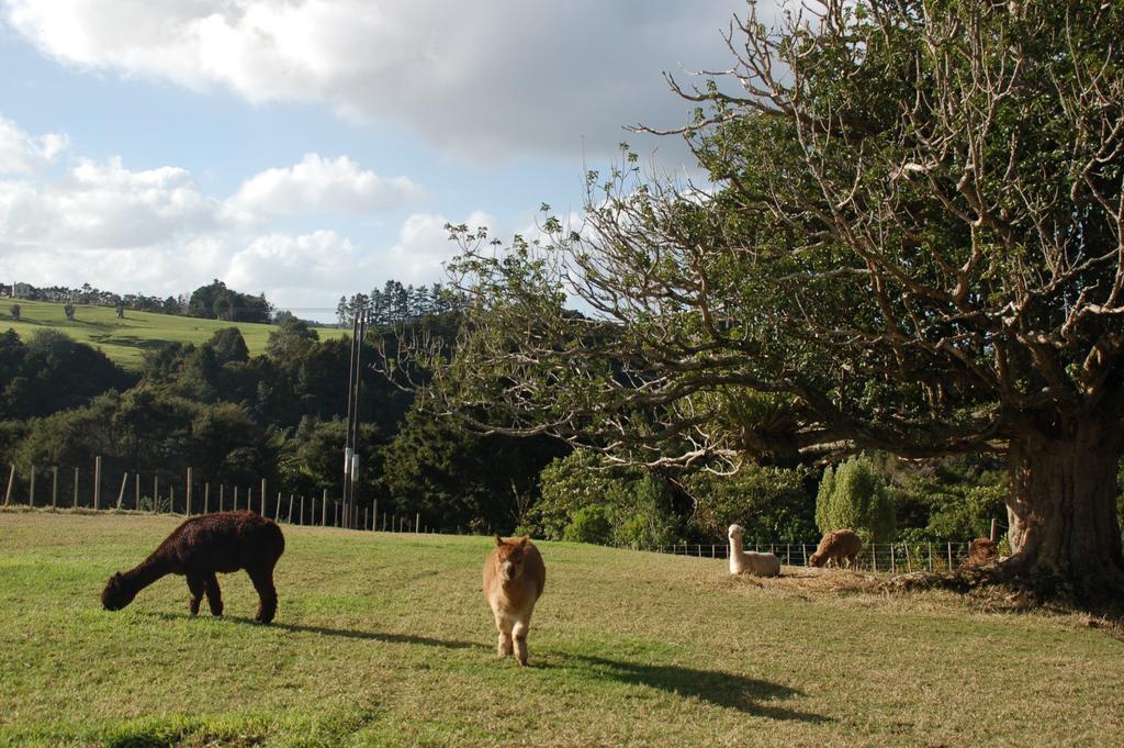 Parua Bay Kohinui Glade Holiday Cottage מראה חיצוני תמונה